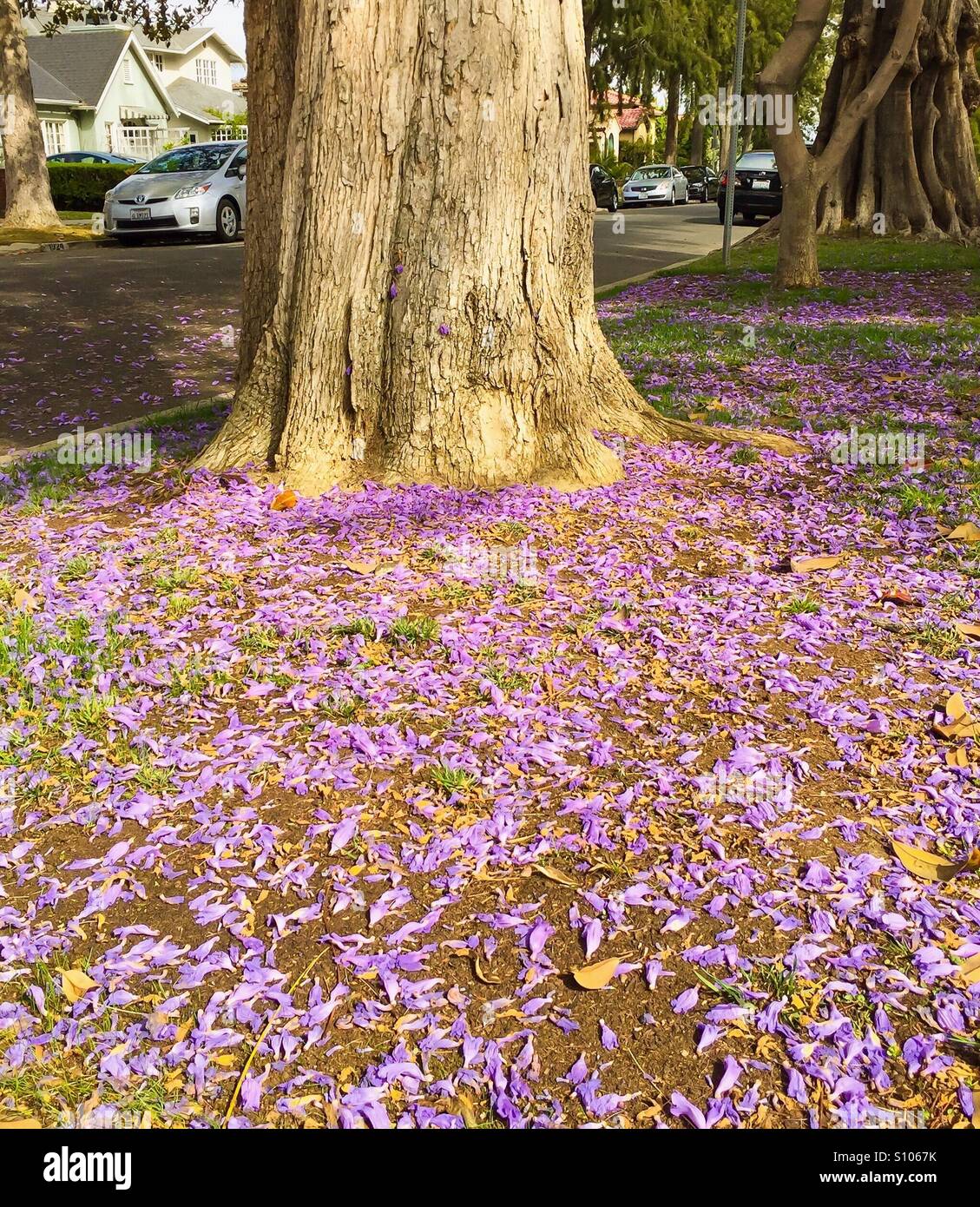 My Image 3