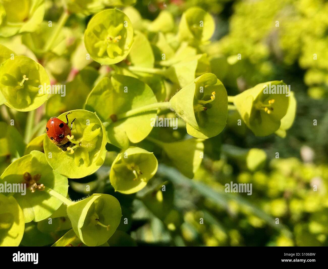Seven spotted ladybird covered in pollen - Smartphone Captured Stock Image
