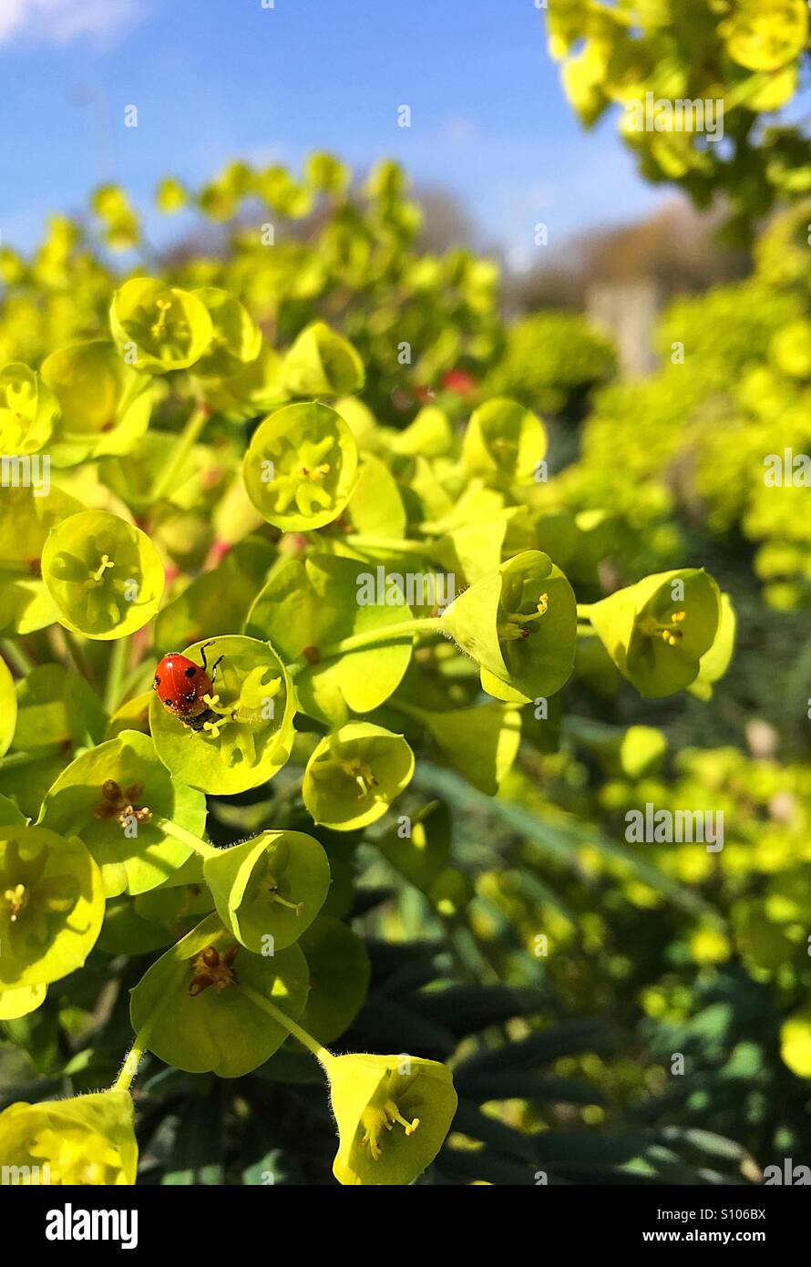 Pollen covered ladybird - Smartphone Captured Stock Image