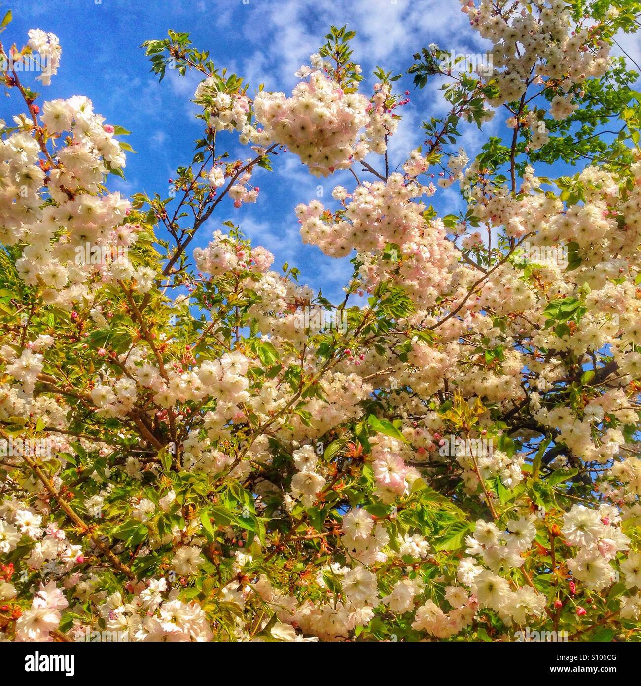 Cherry blossom tree in bloom, Hampshire, England, United Kingdom. - Smartphone Captured Stock Image