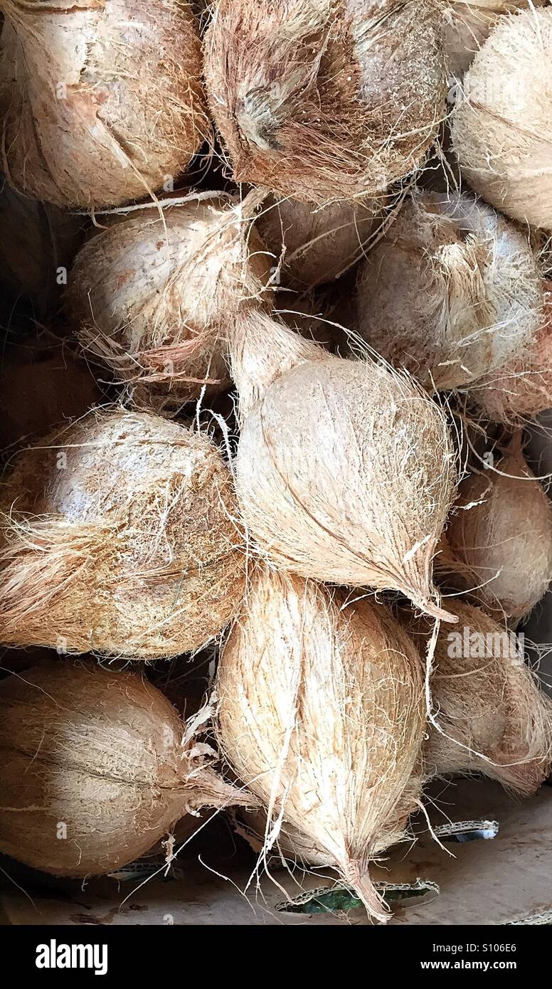 Coconuts Stock Photo