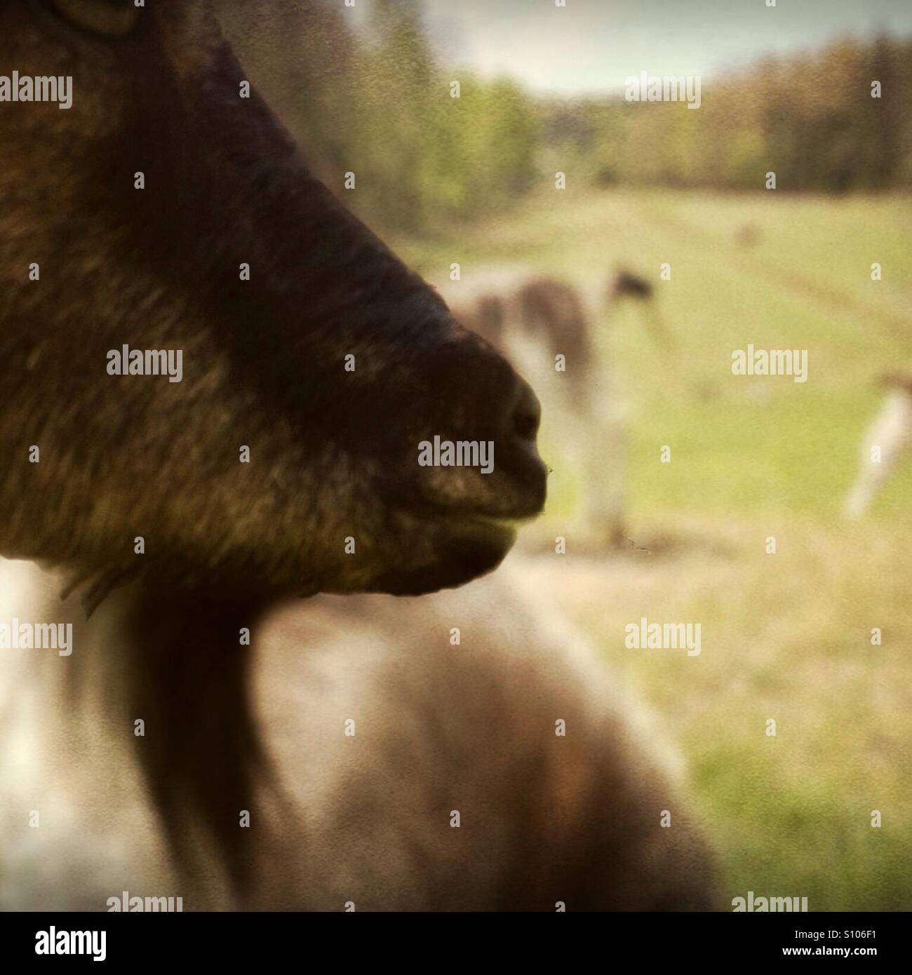 Close on goat's face and beard - Smartphone Captured Stock Image