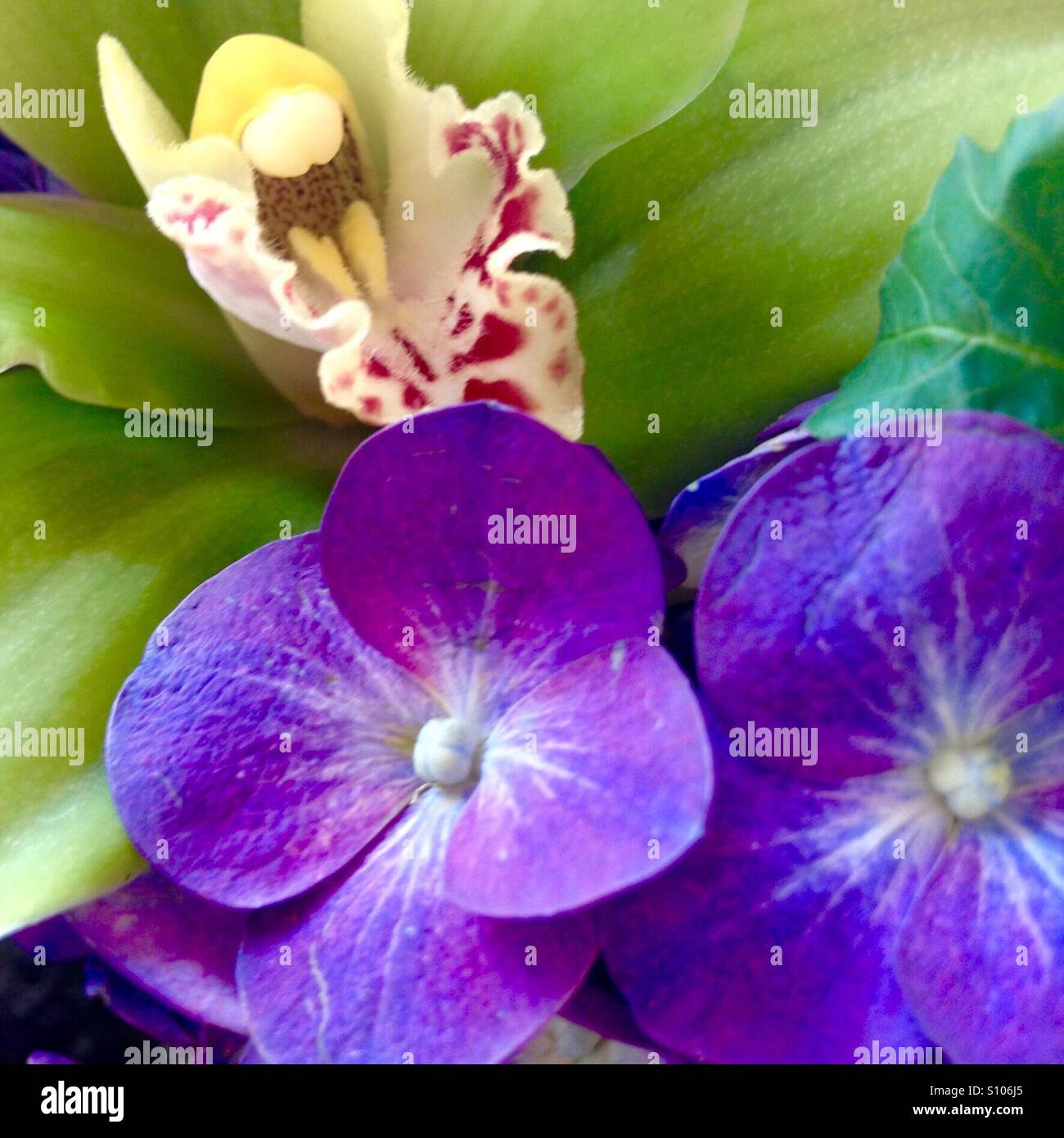 Orchid and forget me not flowers - Smartphone Captured Stock Image
