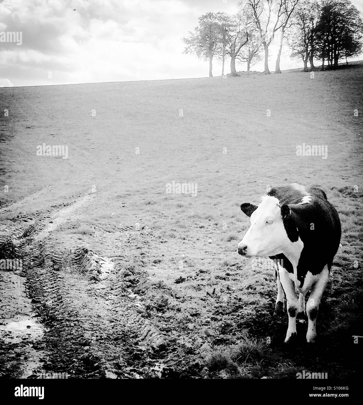 Animal farm animal field Black and White Stock Photos & Images - Alamy