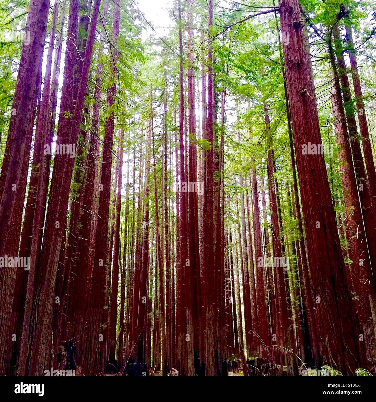 Humboldt Redwoods State Park. Humboldt County, California. Stock Photo