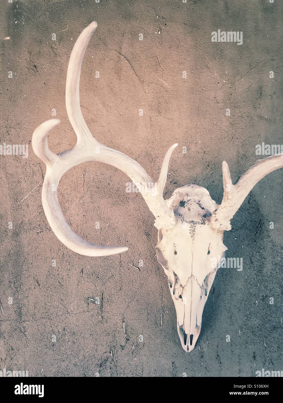 Skull hanging on Adobe wall, New Mexico, USA Stock Photo