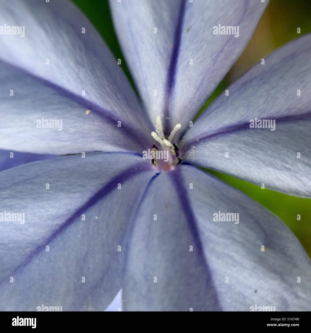 Macro of a plumbago - Smartphone Captured Stock Image