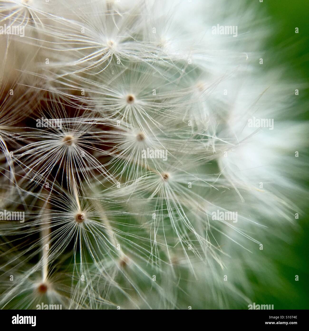 Macro of a dandelion - Smartphone Captured Stock Image