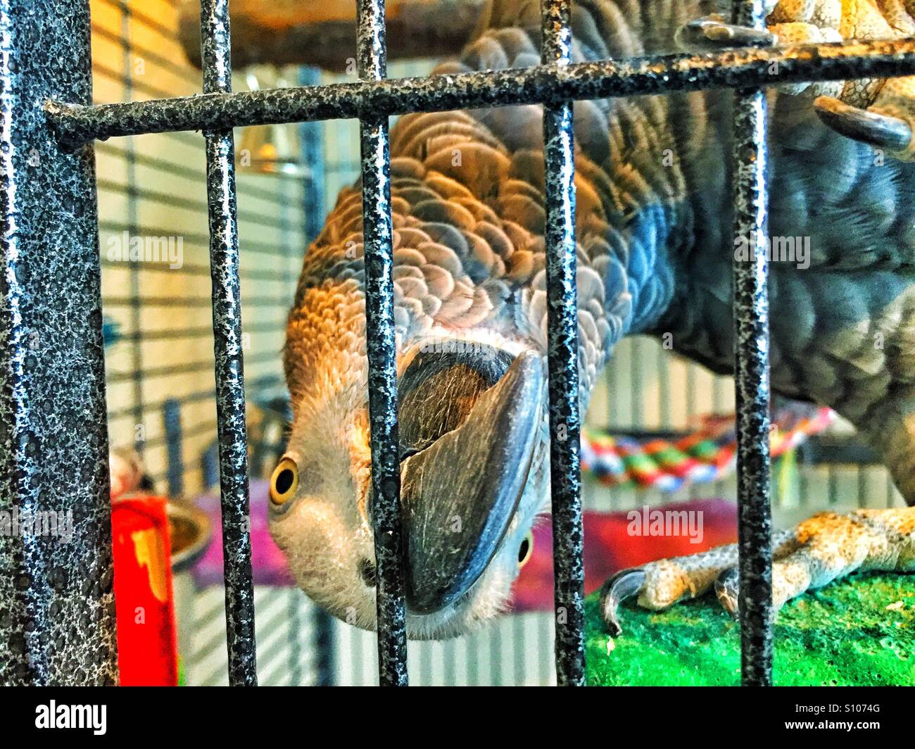 African grey parrot head upside down in brightly coloured cage - Smartphone Captured Stock Image