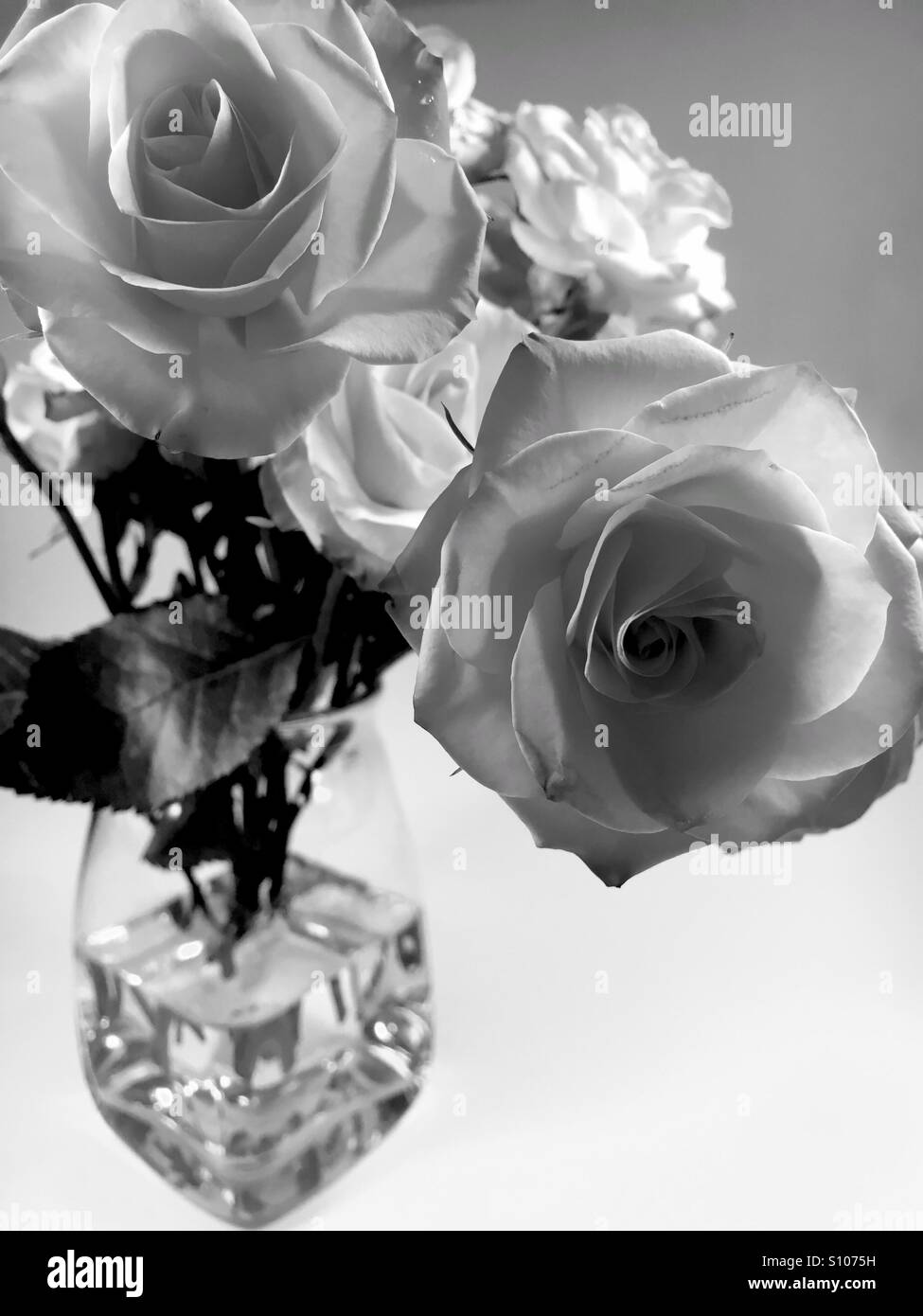Beautiful white roses - Smartphone Captured Stock Image