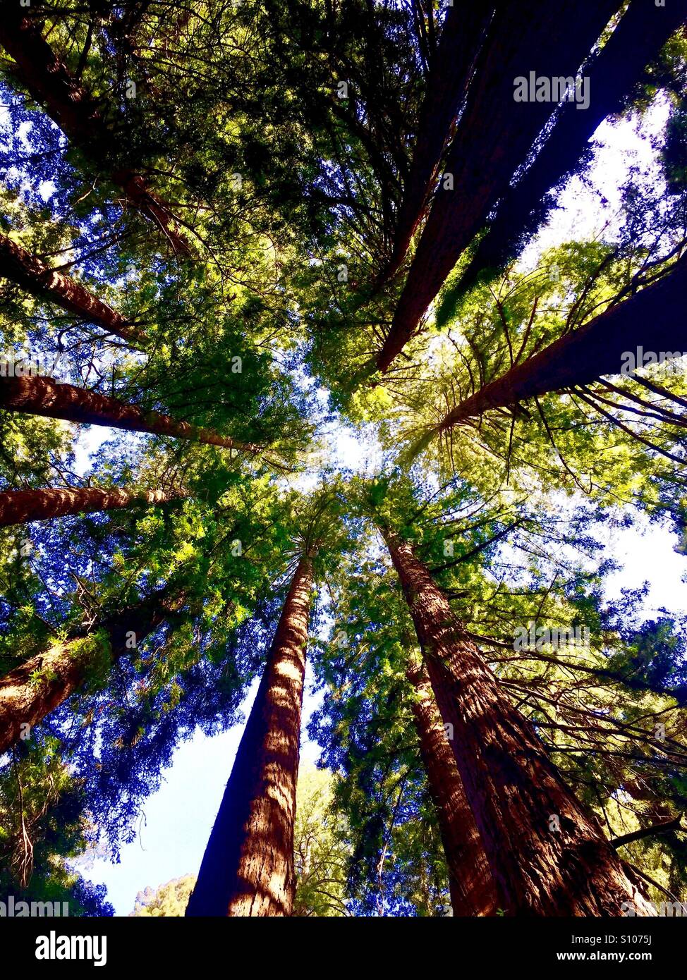 Redwoods Rising, California Stock Photo