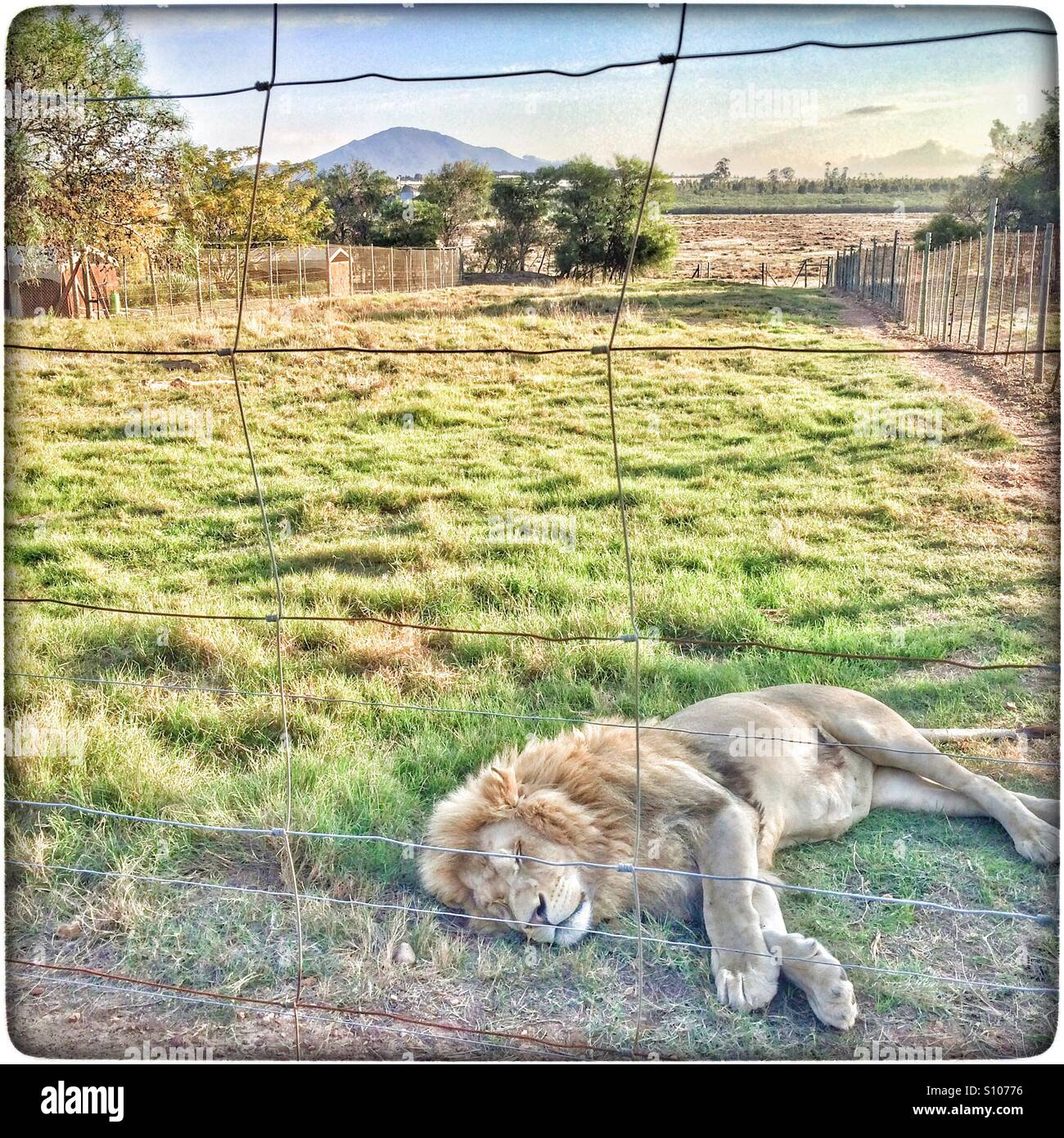 Sleeping male lion in Drakenstein Lion Park, South Africa. - Smartphone Captured Stock Image