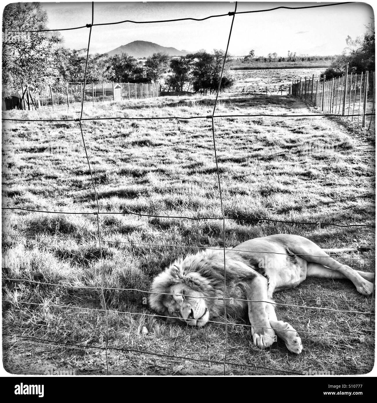 Sleeping male lion in Drakenstein Lion Park, South Africa. - Smartphone Captured Stock Image