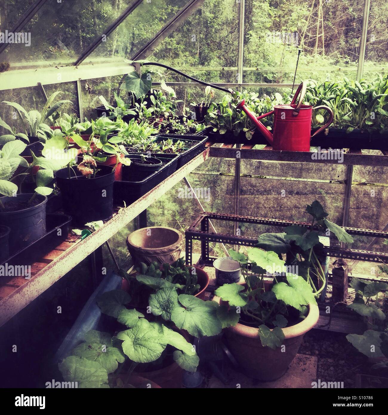 Greenhouse with a variety of plants thriving in pots under natural light surrounded by greenery - Smartphone Captured Stock Image
