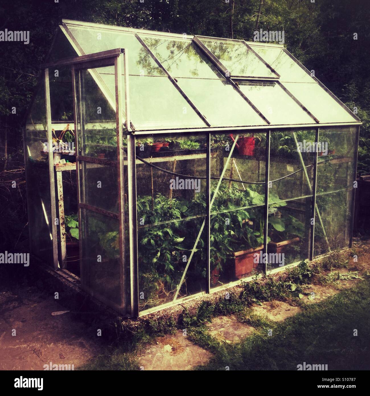 Greenhouse with a variety of plants thriving in pots under natural light surrounded by greenery - Smartphone Captured Stock Image