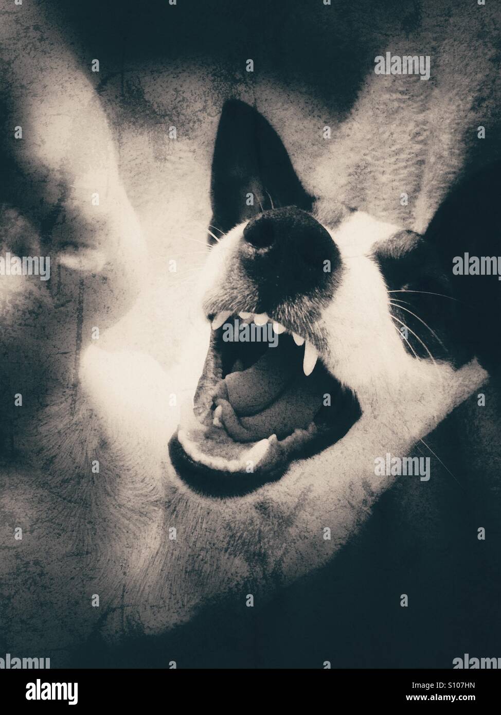 Portrait of a dog with an open mouth. Black and white grunge edit. - Smartphone Captured Stock Image