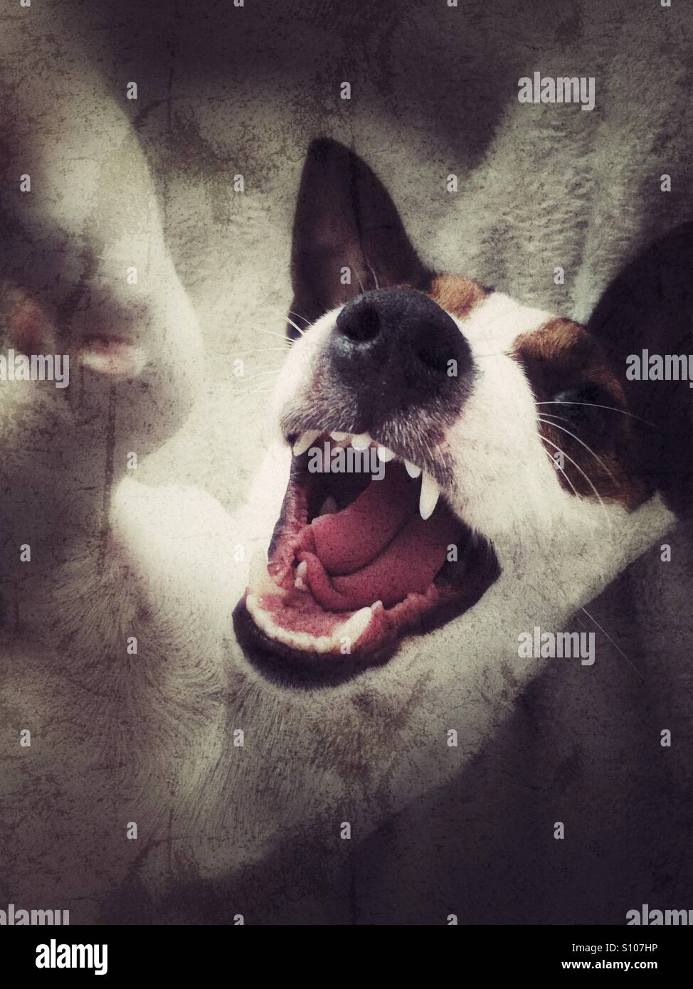 Close up of Jack Russell Terrier dog with mouth open. Distressed edit. - Smartphone Captured Stock Image