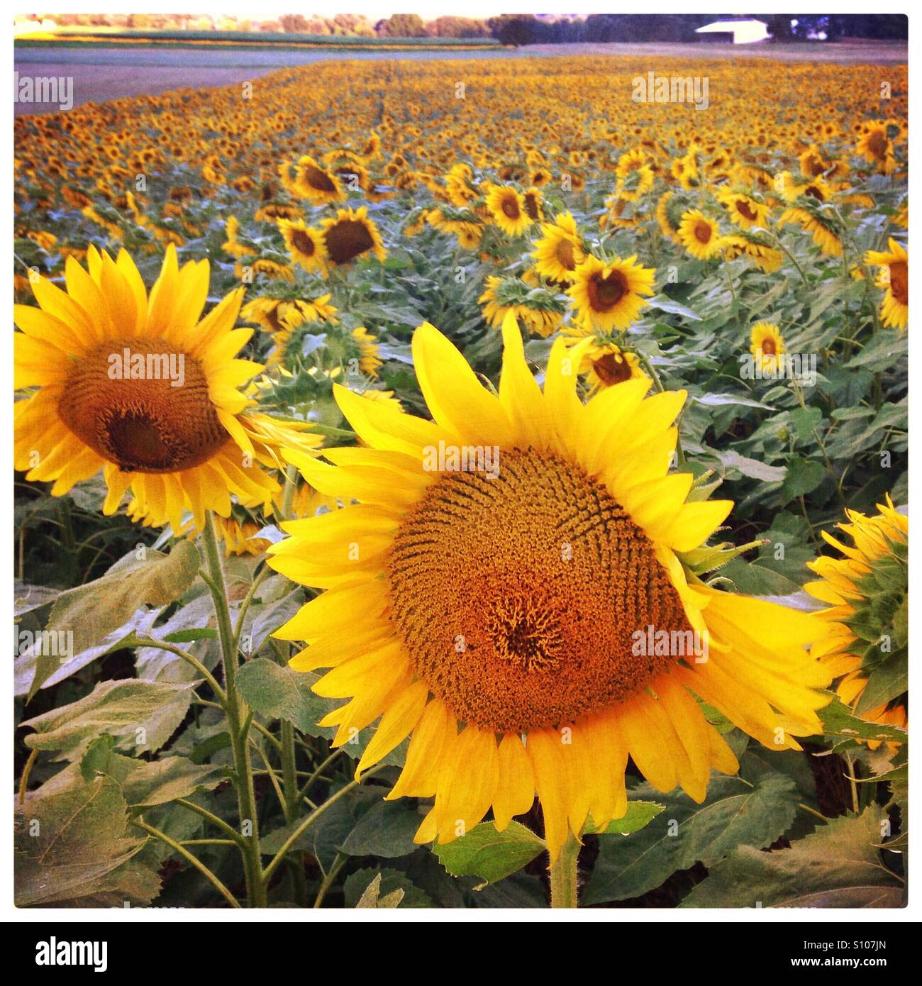Field of Sunflowers in North Haven Ct USA Stock Photo Alamy