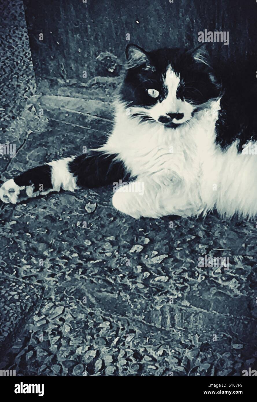 Black and white cat Stock Photo Alamy