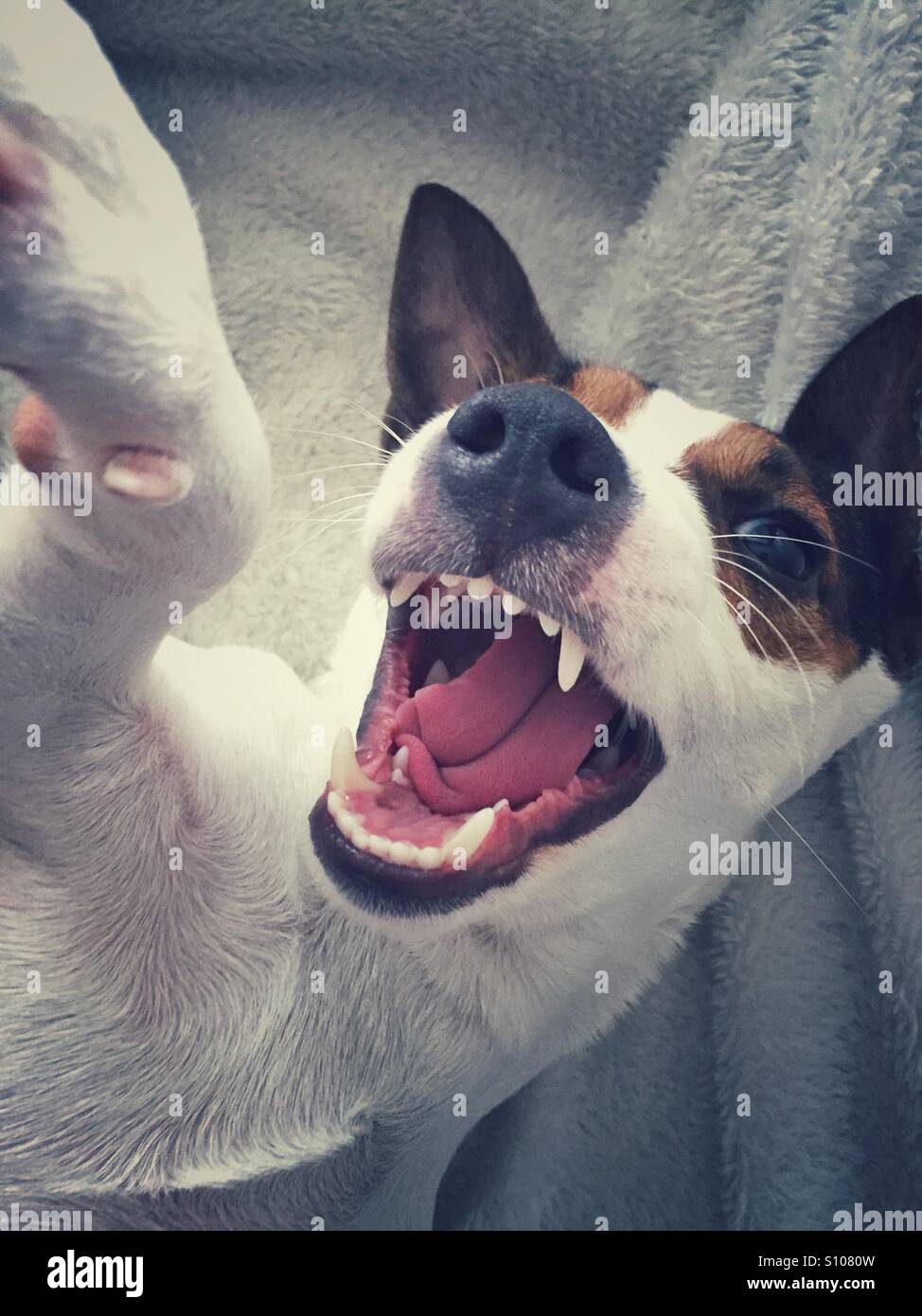 Portrait of a dog. Close up of Jack Russell Terrier with mouth open. Pup seems to be taking a selfie. - Smartphone Captured Stock Image