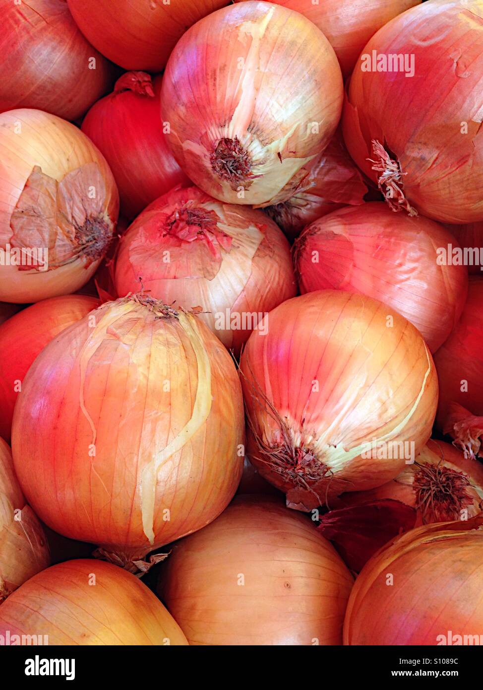 Fresh onions Stock Photo