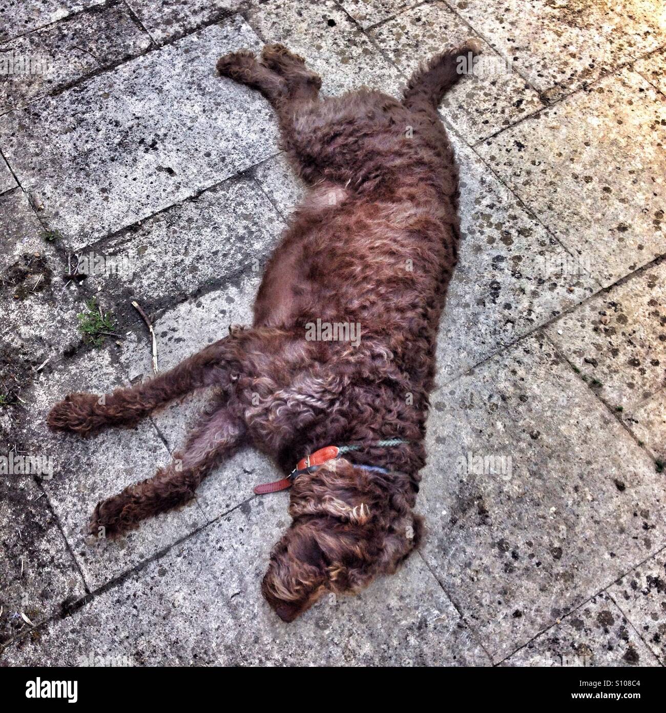 Chocolate brown Labradoodle dog sleeping - Smartphone Captured Stock Image