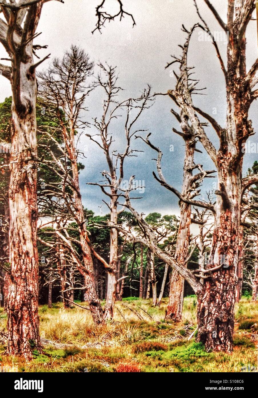 Dead trees - Smartphone Captured Stock Image
