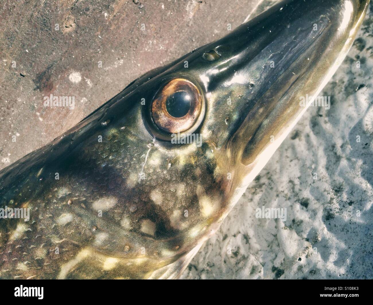 Close up of a Northern pike - Smartphone Captured Stock Image