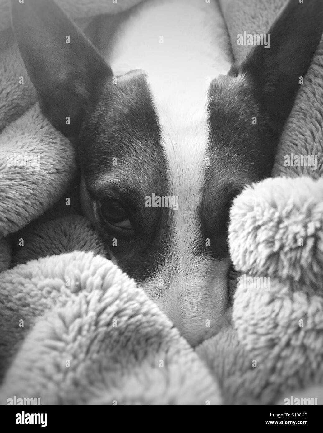 Dog relaxing amongst blankets, looking at the camera annoyed for being disturbed. In black and white. - Smartphone Captured Stock Image