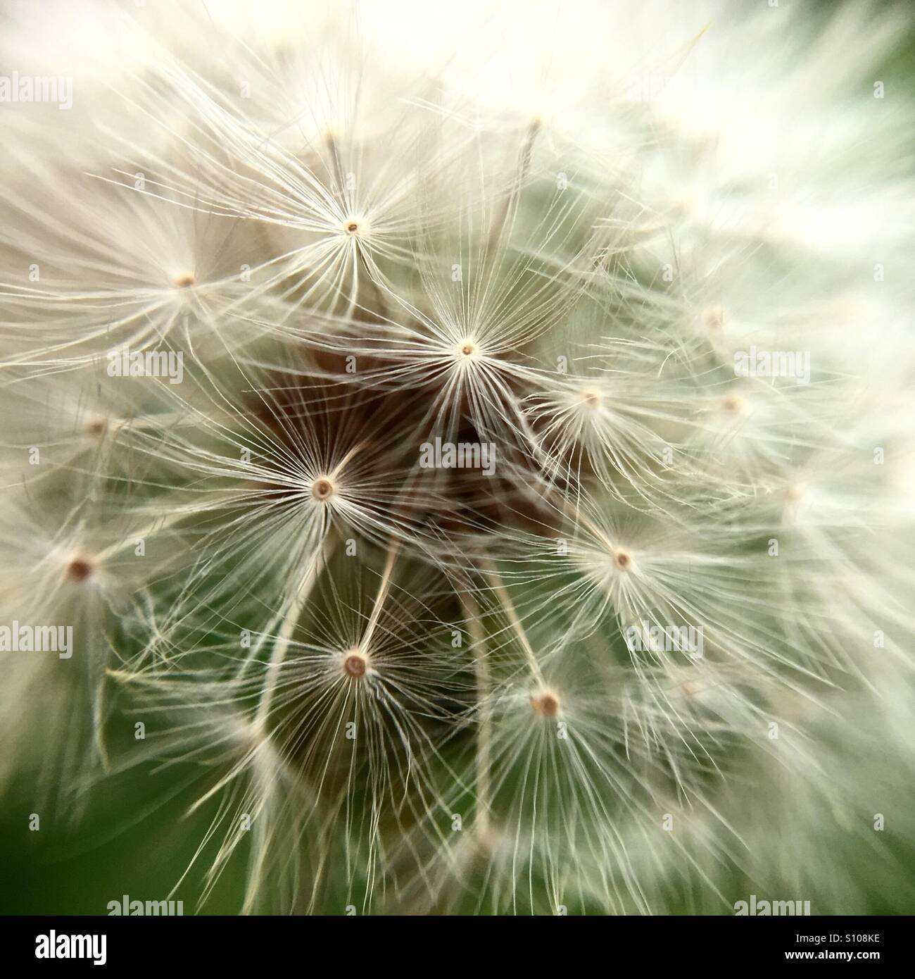 Macro of dandelion seeds - Smartphone Captured Stock Image