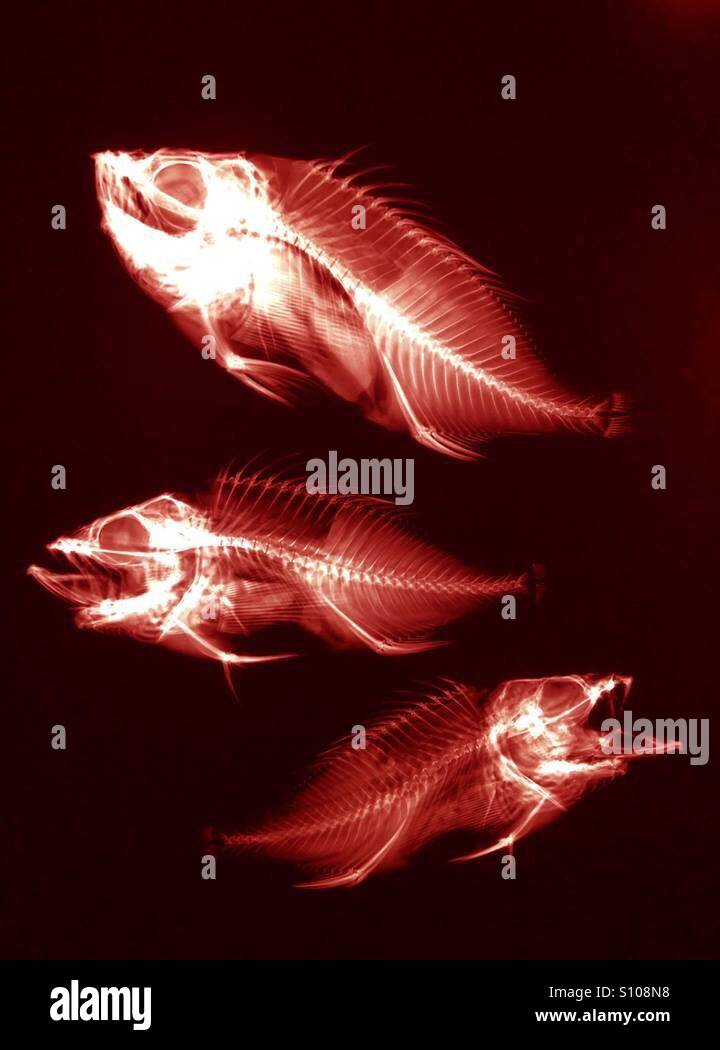 X for x ray fish hires stock photography and images Alamy