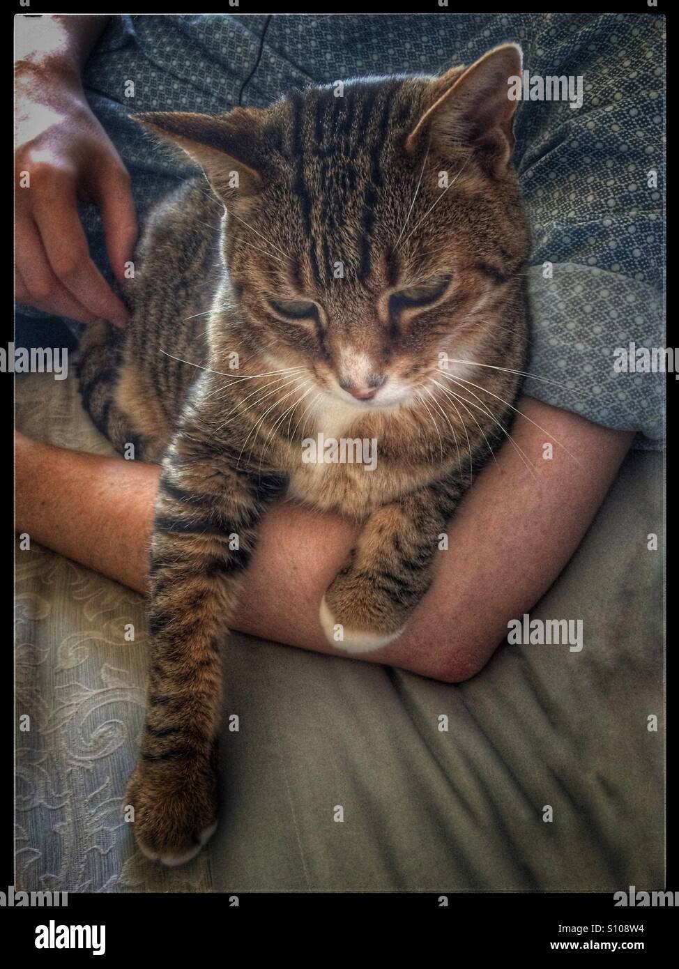 Cat sitting in owner's arm. - Smartphone Captured Stock Image
