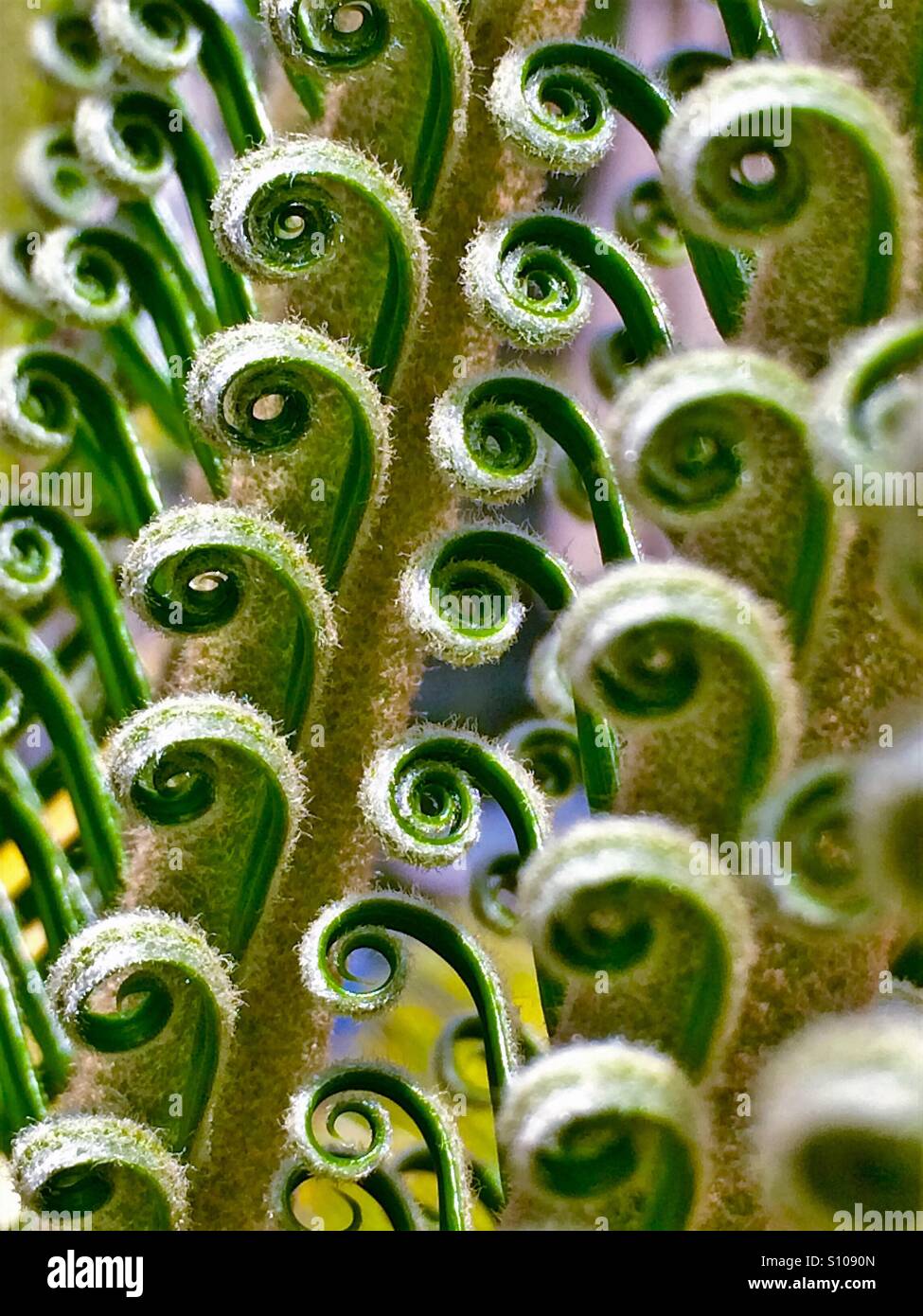 Abstract pattern created by new fronds of a Sago Palm unfurling, Cycas revolta - Smartphone Captured Stock Image