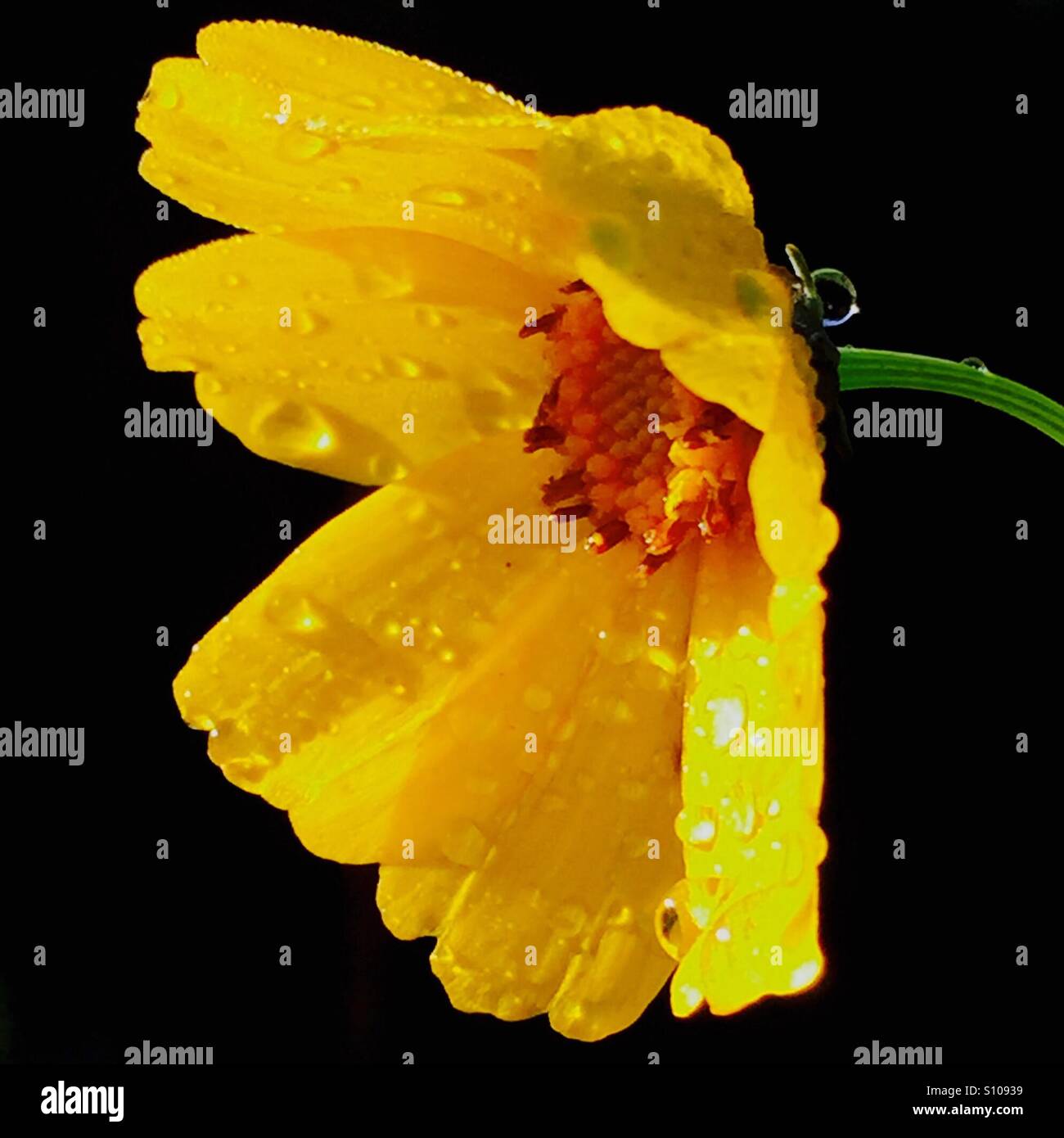Coreopsis with water beads - Smartphone Captured Stock Image