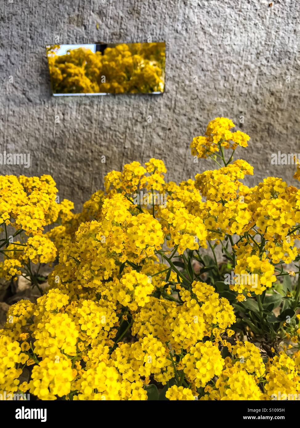 Yellow flowers - Smartphone Captured Stock Image