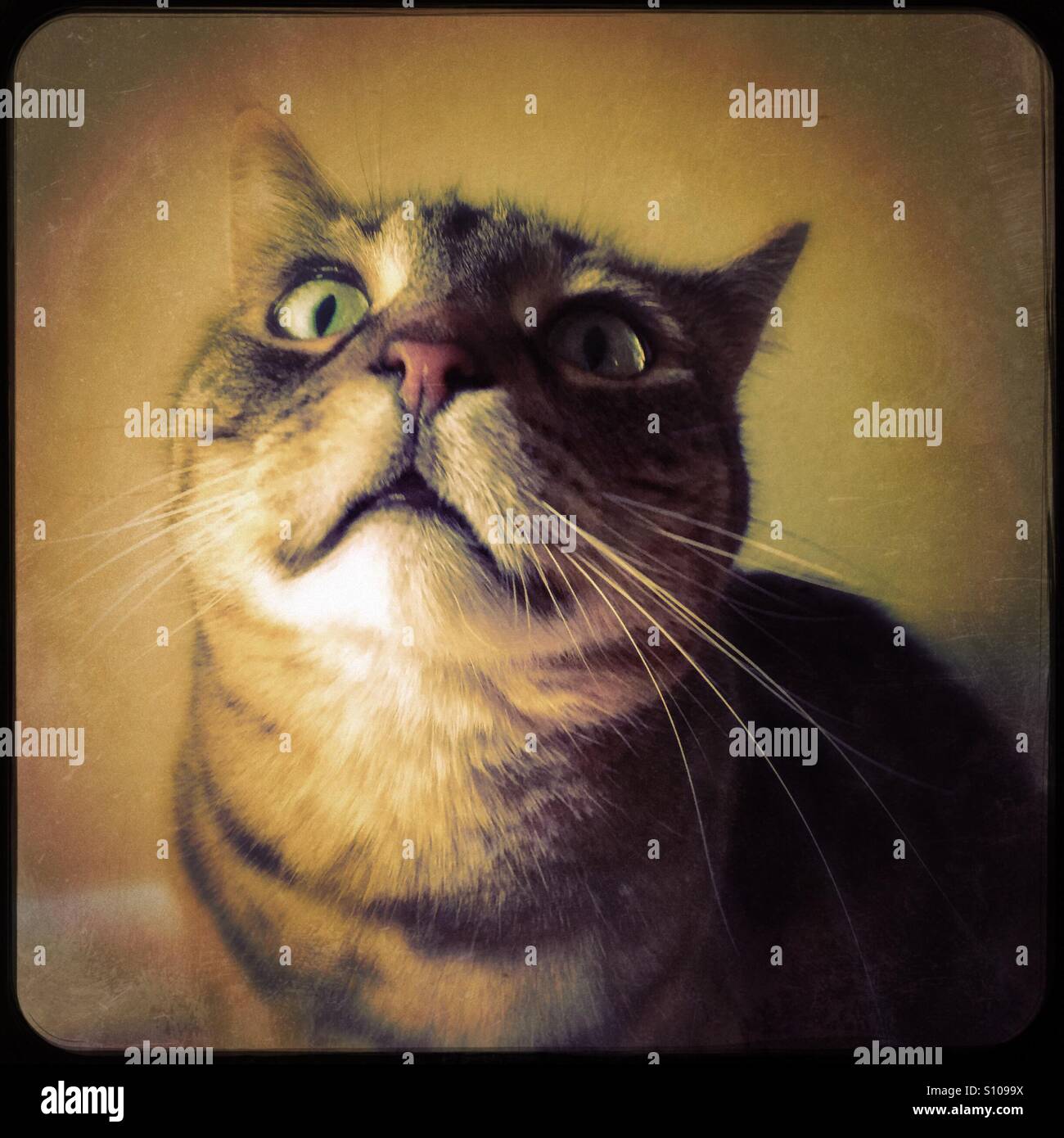 Tabby Bengal mix cat indoors sitting and looking up - Smartphone Captured Stock Image