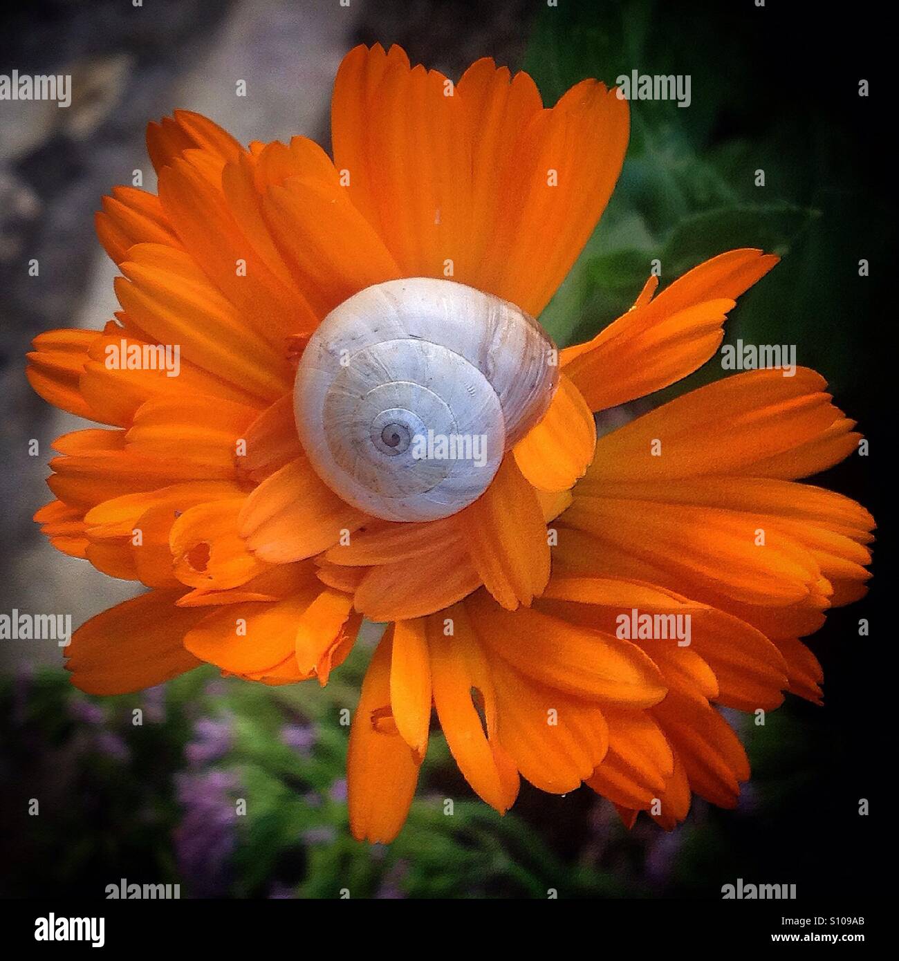 A snail perchs on an orange daisy flower in Prado del Rey, Sierra de Cadiz, Andalusia, Spain Stock Photo
