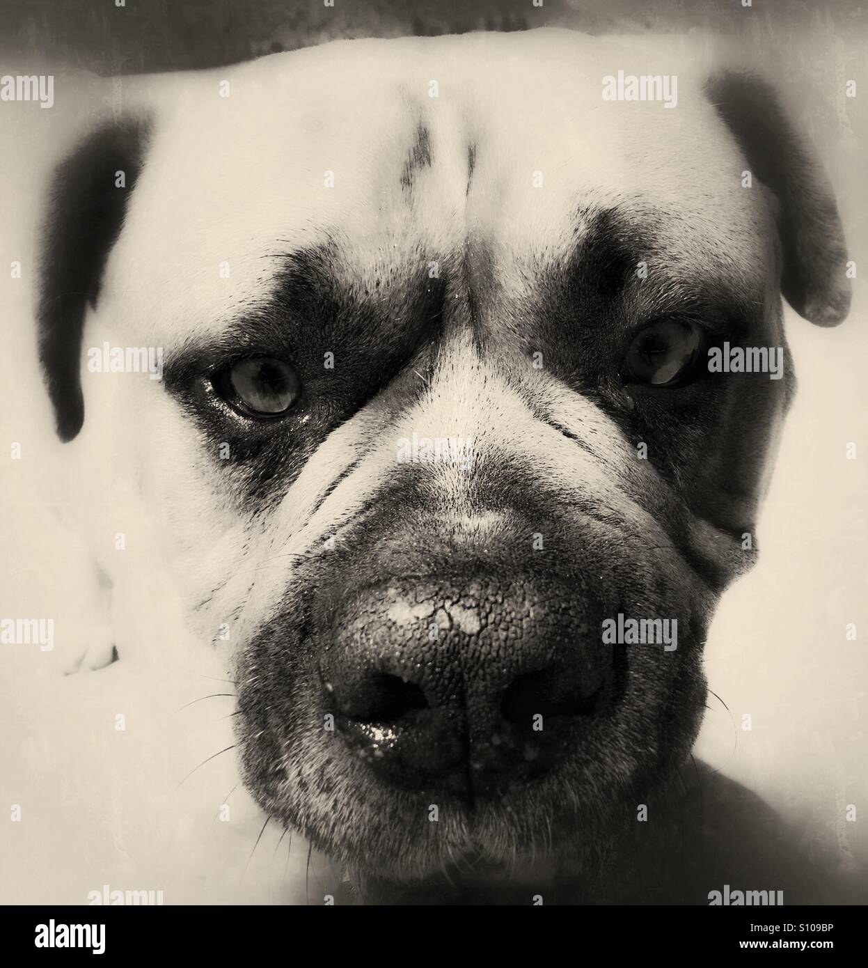 Beware of the dog Stock Photo - Alamy