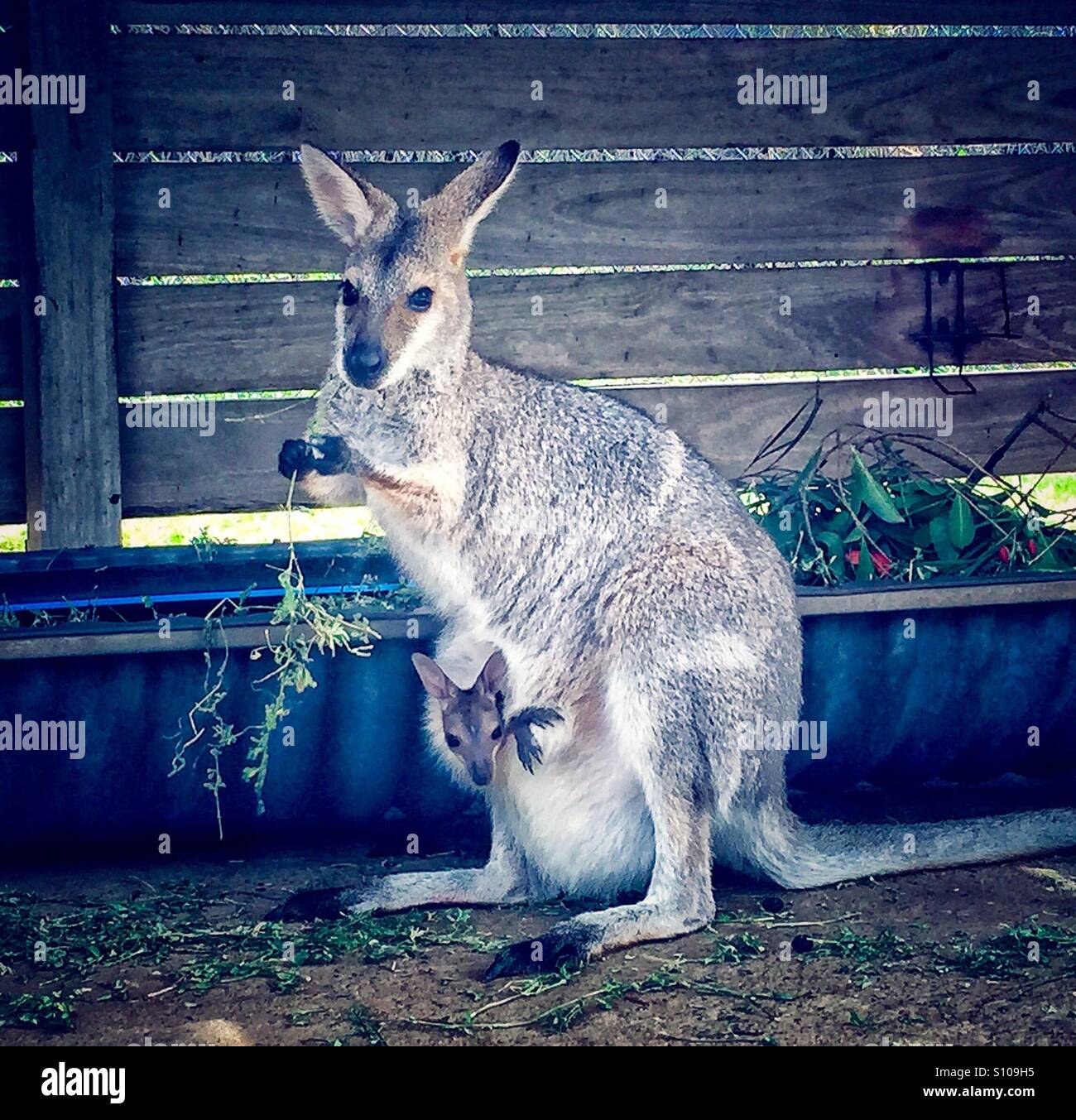 Kangaroo with cub Stock Photo