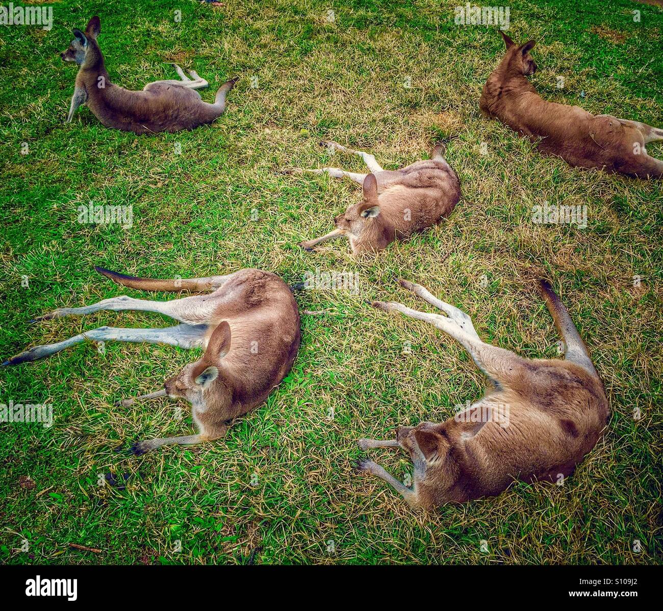Kangaroos lying on the grass Stock Photo