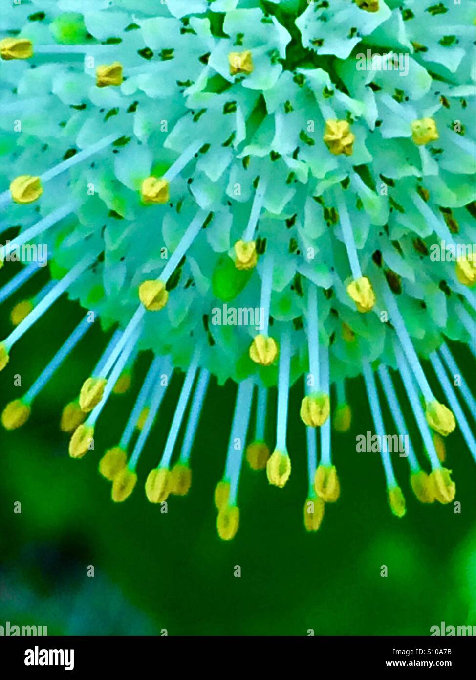Macro view of the yellow-tipped stamens of a Button Bush flower, Cephalanthes occidentalis Stock Photo