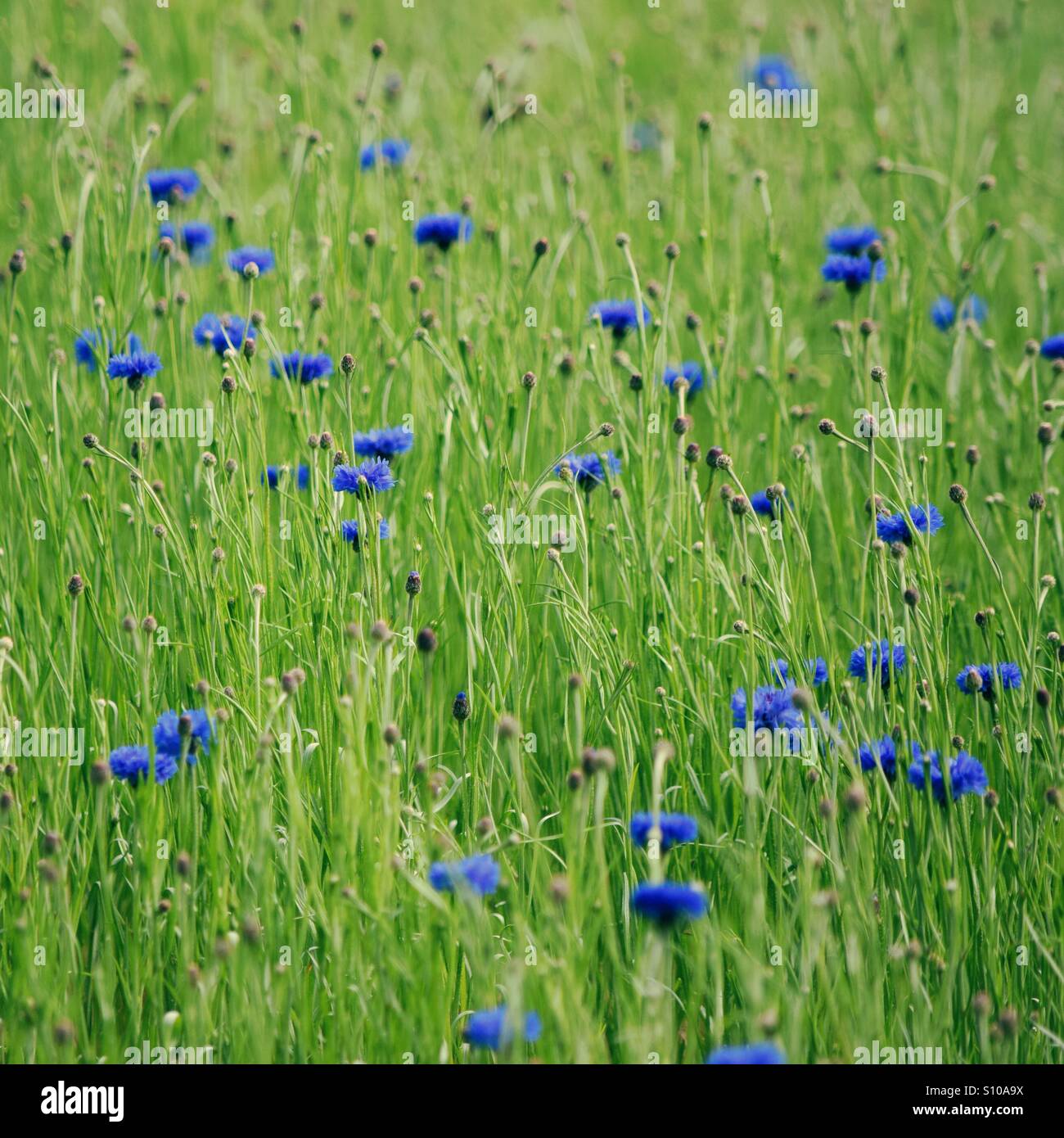 Bluebottle Flower High Resolution Stock Photography and Images - Alamy