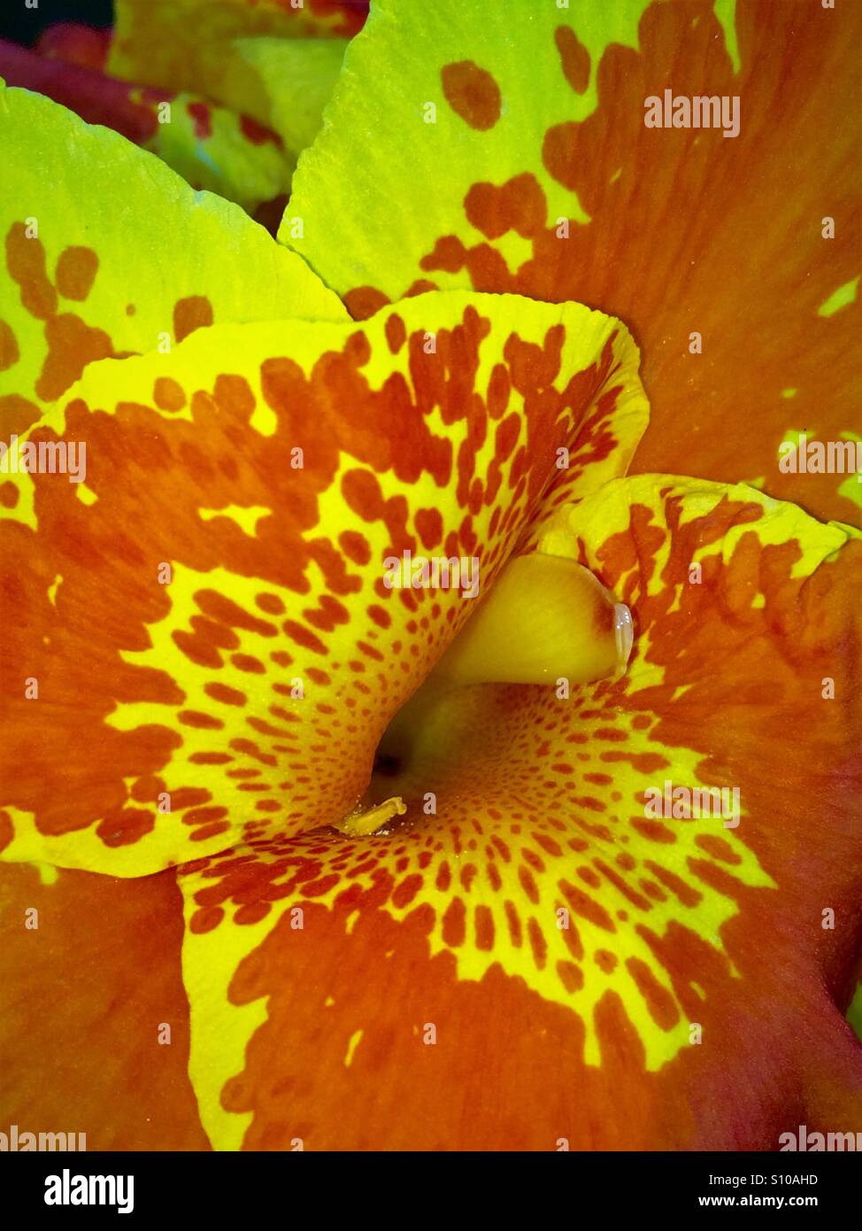 Macro close up view of a Canna Lily in bloom, 'Tropicana Gold', Canna x generalis Stock Photo