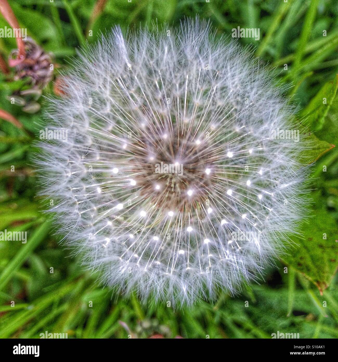 Dandelion head - Smartphone Captured Stock Image