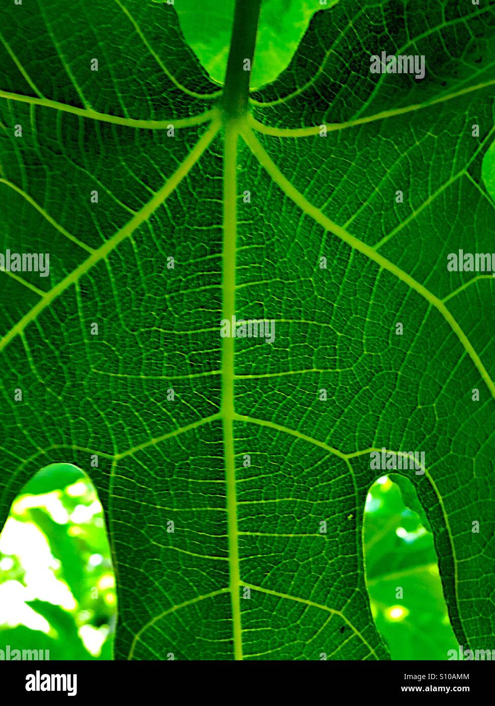 Fig leaf detail - Smartphone Captured Stock Image
