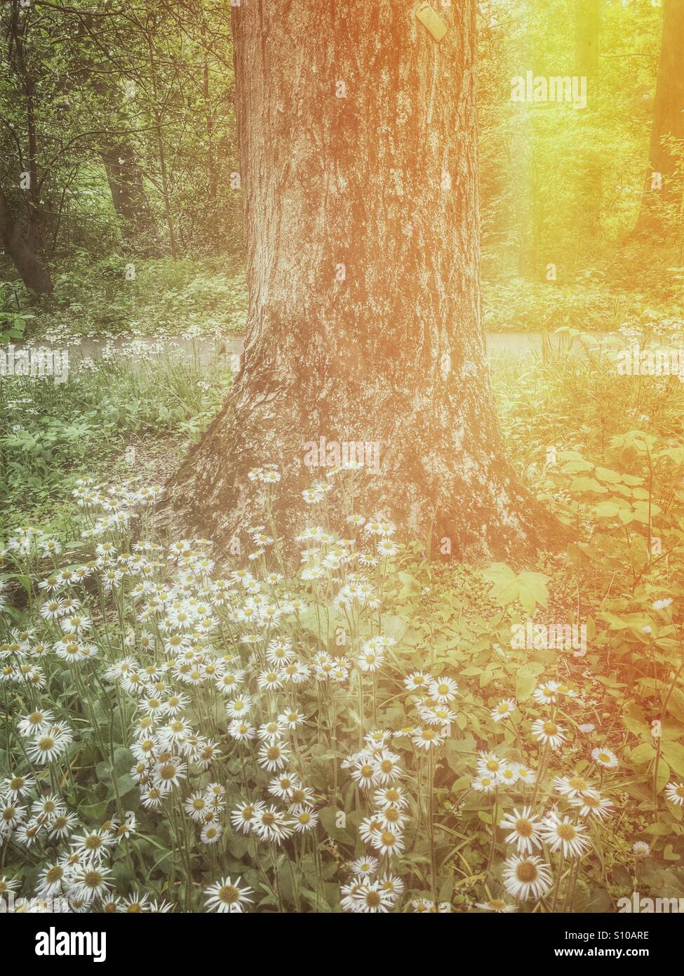 Tree trunk with daisies - Smartphone Captured Stock Image Tree trunk with daisies - Smartphone Captured Stock Image