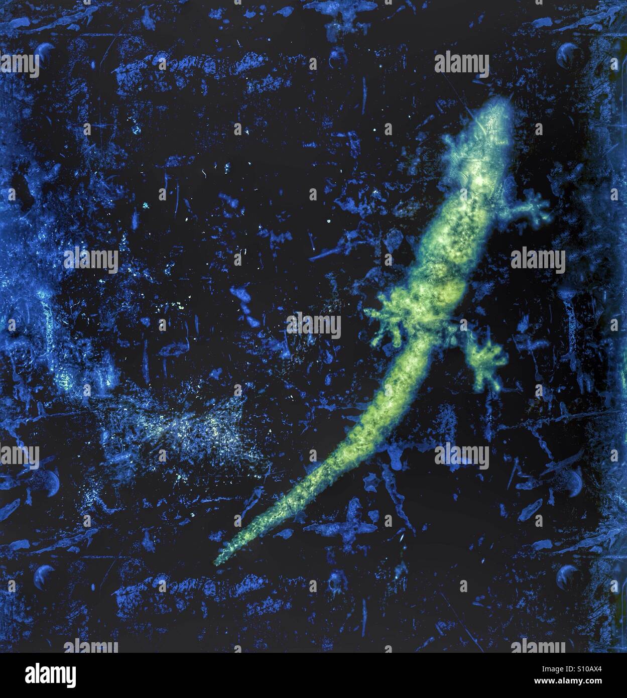 Gecko - Smartphone Captured Stock Image