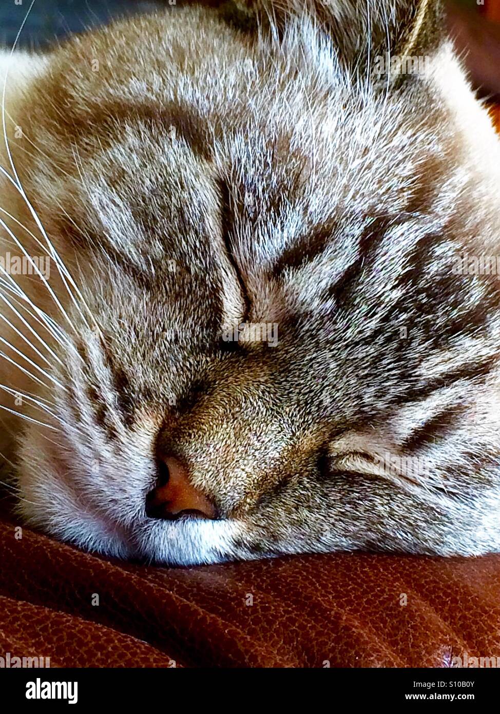 Close up head shot of a cat sleeping on a leather couch Stock Photo