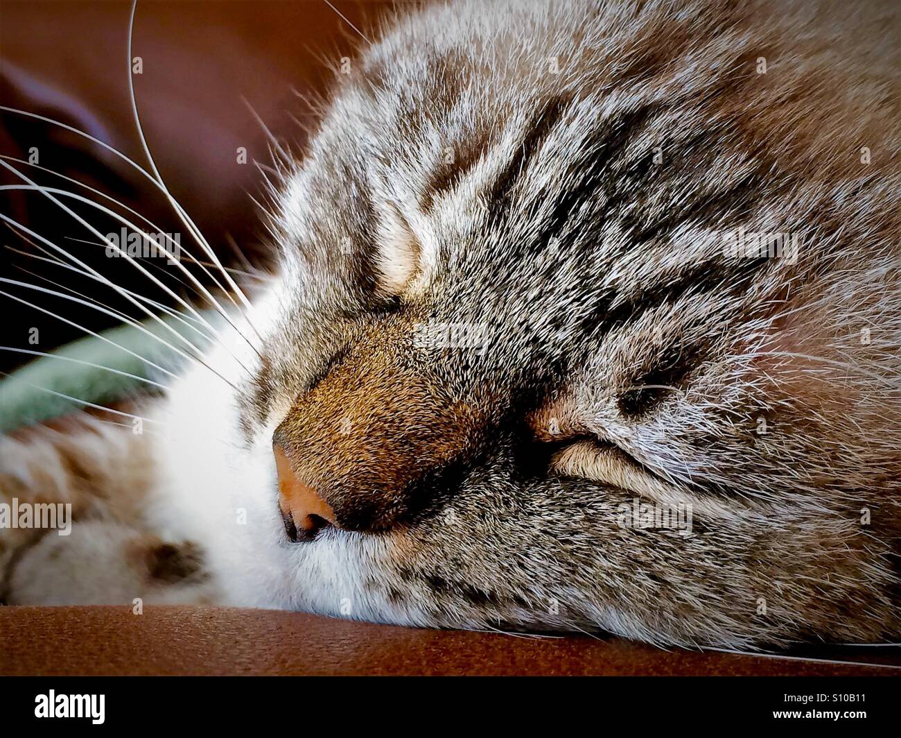 Macro face shot of sleeping cat with whisker and fur pattern detail - Smartphone Captured Stock Image