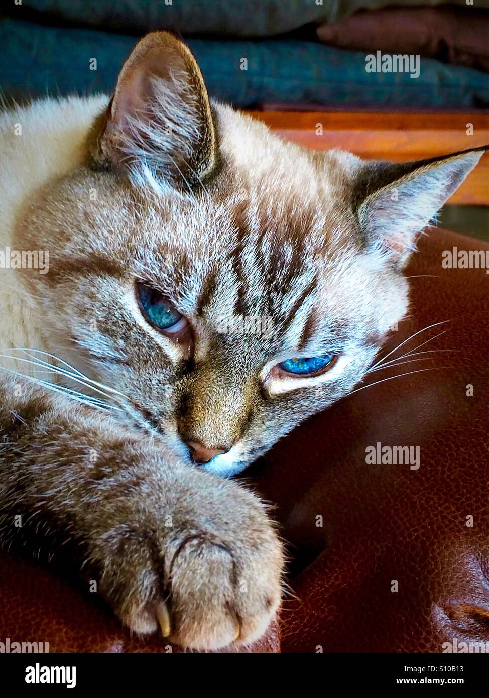 You are disturbing my beauty rest...it's a full time job, you know. - Smartphone Captured Stock Image